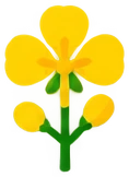 Рапс - 33p.farm