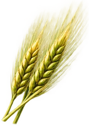 Ячмінь - 33p.farm