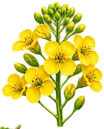 Рапс - 33p.farm