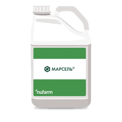Марсель - 33p.farm
